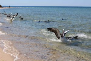 Dolphins and pelicans feeding at Monkey Mia