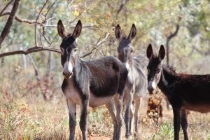 Wild donkeys at Judbarra/Gregory National Park