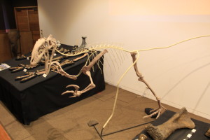 Winton - Age Of Dinosaurs Museum 