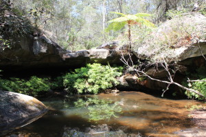 Cania Gorge NP - Fern Tree Pool