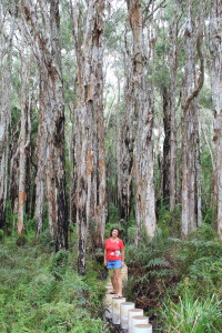 Agnes Waters - Paperbark Forest walk