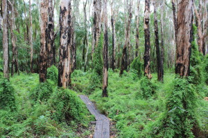 Agnes Waters - Paperbark Forest walk