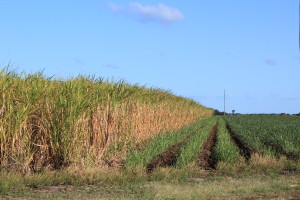 Bundaberg - cane fields