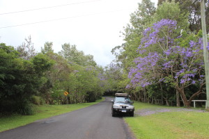 Road to Bangalow - trees and grass lining the road. Quite normal scenery around here