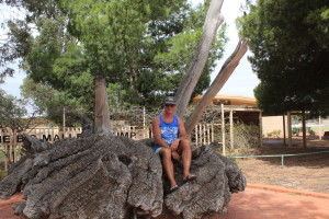 Ouyen - Australia's biggest mallee root