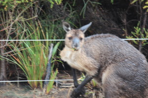 Kangaroo Island West Bay our nosey visitor