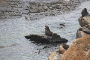 Kangaroo Island Admirals Arch fur seals 