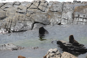 Kangaroo Island Admirals Arch fur seals