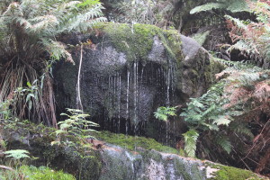 Mt Buangor State Park and Fern Tree Falls