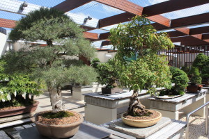 Bonsai display at the Canberra Arboretum