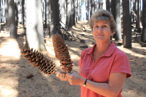 The not so small pine cones