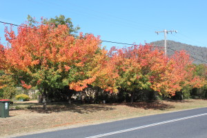 Autumn leaves in Adelong