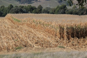 Fields of Millet