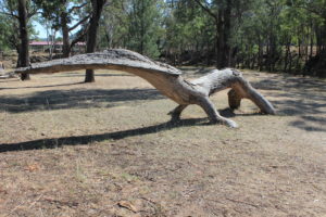 Pilliga Pottery camp ground and the impressive log lizard