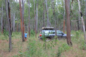 Termite eaten trees near Oyala NP