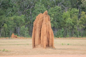 Huge termite mounds near Bramwell Junction