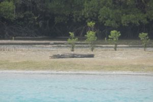 The only crocodile we saw on the whole trip at Horn Island