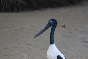 Female Jabiru - note the yellow eyes. That's how you tell the males from females