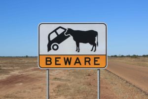 Love this sign - beware of car eating cows