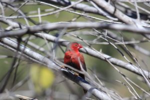 Male Crimson Finch