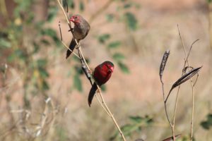 Male and Female Crimson Finch