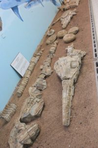 Boulia - fossils on display at museum 