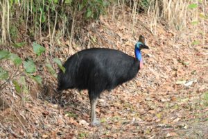 Our first Cassowary in the wild