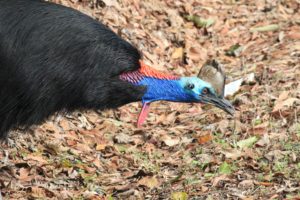 Our first Cassowary in the wild