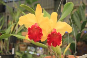 Mackay orchid display
