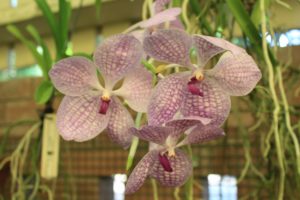 Mackay orchid display