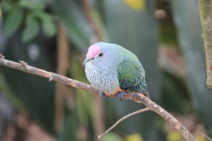 Rose Crowned Fruit Dove