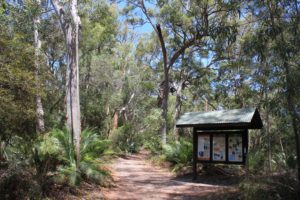 Typical Fraser Island walk - very bushy and tall trees