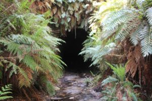 Entrance to Glow Worm Tunnel
